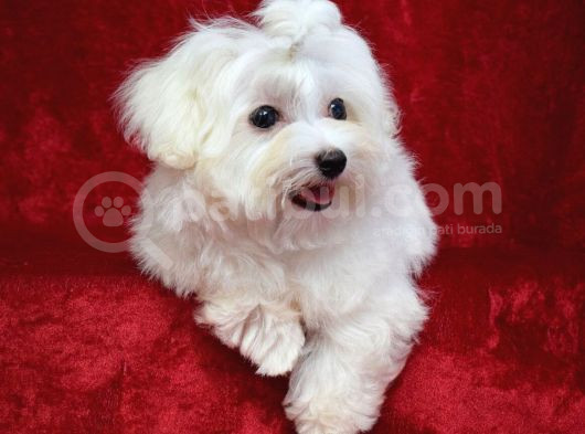 Istanbul Köpek Çiftliği Maltese Terier Yavrular görsel