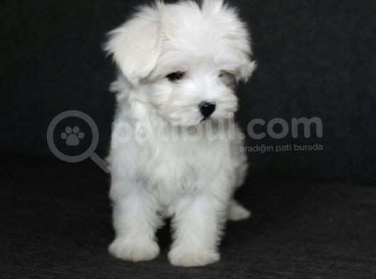Istanbul Köpek Çiftliği Maltese Terier Yavrular