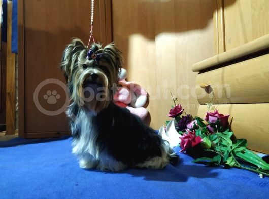 Orji̇nal Morki̇e Yavrular Candostum Da görsel