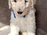Dev Standart İri̇ Boy Poodle Yavrular Cok Uygun Fi̇yata