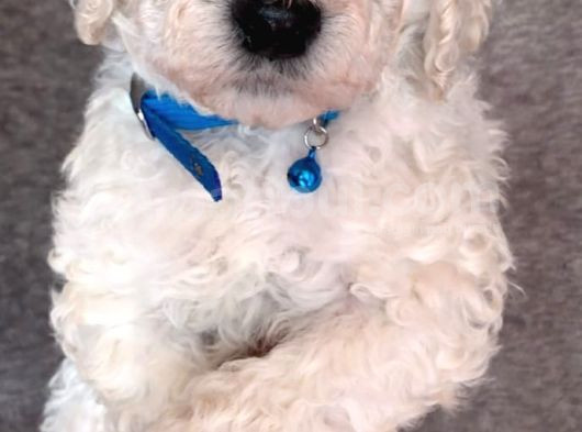 Dev Standart İri̇ Boy Poodle Yavrular Cok Uygun Fi̇yata görsel