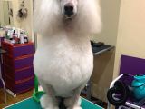 Dev Standart İri̇ Boy Poodle Yavrular Cok Uygun Fi̇yata