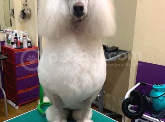 Dev Standart İri̇ Boy Poodle Yavrular Cok Uygun Fi̇yata görsel