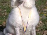 Dev Standart İri̇ Boy Poodle Yavrular Cok Uygun Fi̇yata