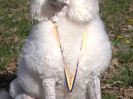 Dev Standart İri̇ Boy Poodle Yavrular Cok Uygun Fi̇yata görsel