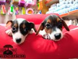 Süper kalite kısa bacak Jack Russell yavrular