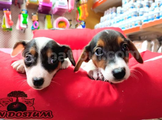 Süper Kalite Kısa Bacak Jack Russell Yavrular