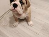 İngilizbulldog Basık Burun Orjinal Safkan