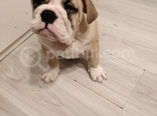 İngilizbulldog Basık Burun Orjinal Safkan görsel