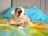 İngilizbulldog Basık Burun Orjinal Safkan