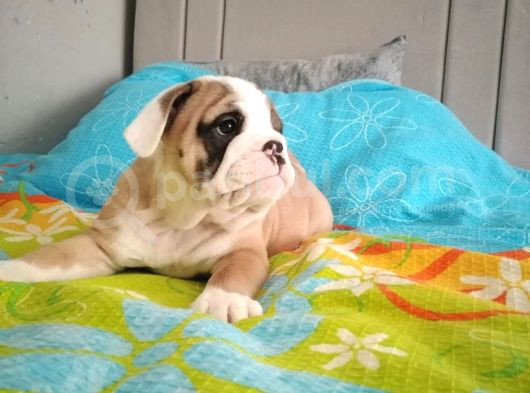 İngilizbulldog Basık Burun Orjinal Safkan görsel