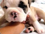 İngilizbulldog basık burun orjinal safkan