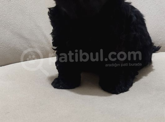Siyahın En Zarif Hali görsel