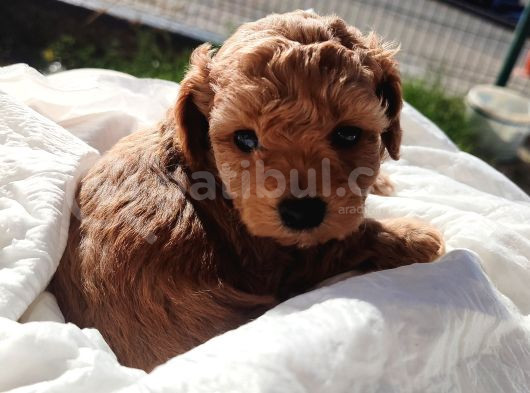 Irk Ve Sağlık Garantili Mini Boy Poddle Yavrular