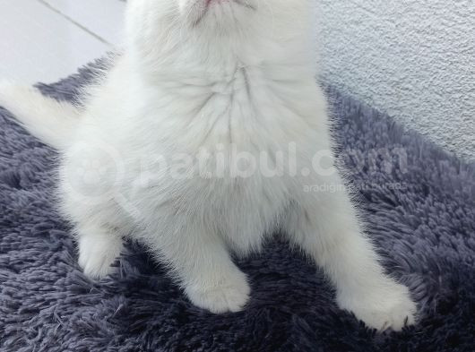 Ciddi Alıcılar görsel