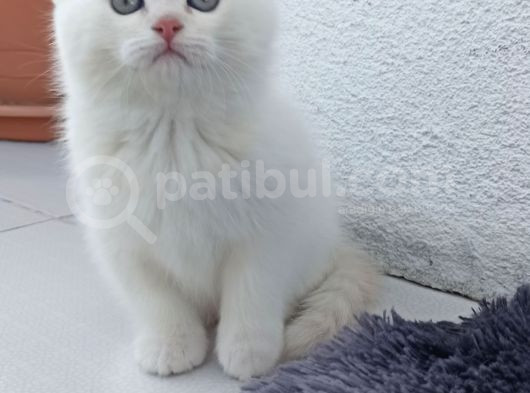 Ciddi Alıcılar görsel