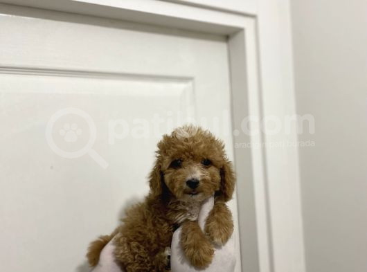 Sevimli Maltipoo Güzel Yüzlü Bebeklerimiz görsel