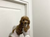 Sevimli Maltipoo Güzel Yüzlü Bebeklerimiz
