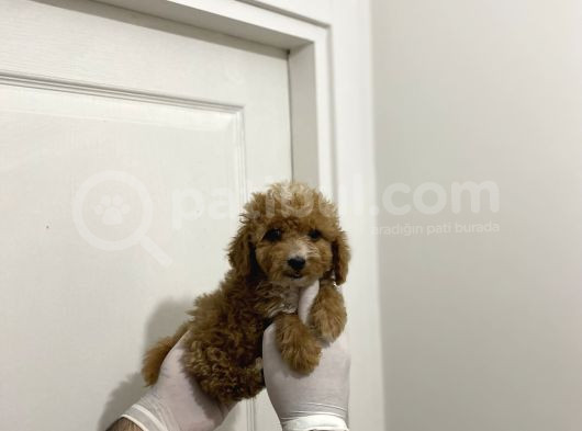 Sevimli Maltipoo Güzel Yüzlü Bebeklerimiz görsel