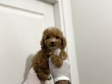 Sevimli Maltipoo Güzel Yüzlü Bebeklerimiz
