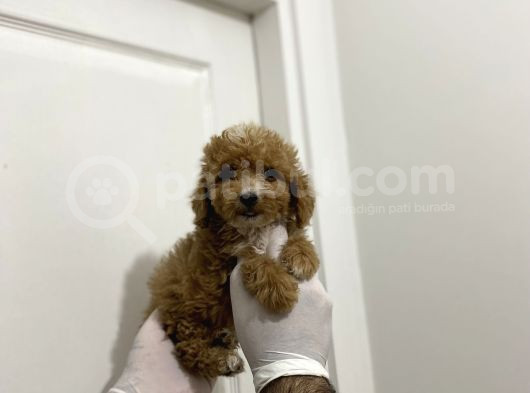 Sevimli Maltipoo Güzel Yüzlü Bebeklerimiz