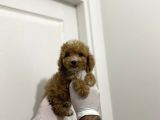 Sevimli Maltipoo Güzel Yüzlü Bebeklerimiz