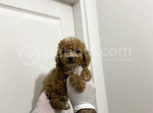 Sevimli Maltipoo Güzel Yüzlü Bebeklerimiz görsel