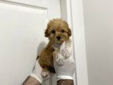 Mini Sevimli Maltipoo Bebekler