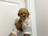 Mini Sevimli Maltipoo Bebekler