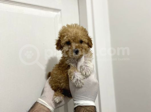 Mini Sevimli Maltipoo Bebekler görsel