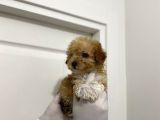 Mini Sevimli Maltipoo Bebekler