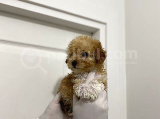 Mini Sevimli Maltipoo Bebekler görsel