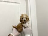 A Kalite Maltipoo Bebeklerimiz