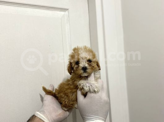 A Kalite Maltipoo Bebeklerimiz görsel