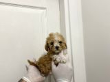 A Kalite Maltipoo Bebeklerimiz
