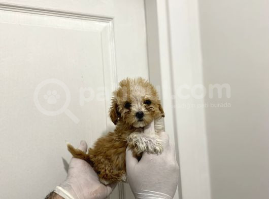 A Kalite Maltipoo Bebeklerimiz görsel