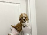 A Kalite Maltipoo Bebeklerimiz