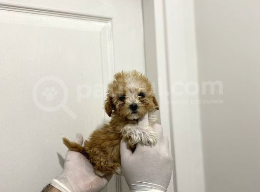 A Kalite Maltipoo Bebeklerimiz