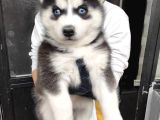 HUSKY BEBEKLERİMİZ