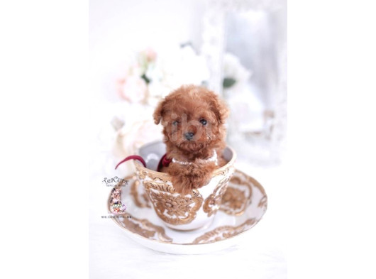 Teacup 2 Kg Garanti̇si̇ Altinda Kirmizi Red Tooy Poodle  görsel