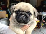 Pug Mops Puppi̇es