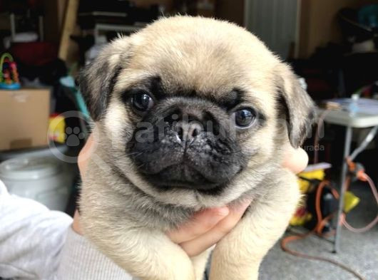Pug Mops Puppi̇es görsel