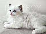 Show Class Secereli Ragdoll Yavrular
