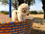 Pomeranian Boo