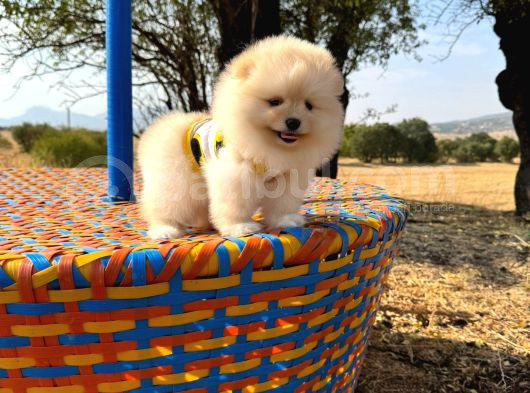 Pomeranian Boo görsel