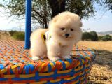 Pomeranian Boo