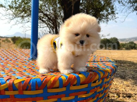 Pomeranian Boo görsel