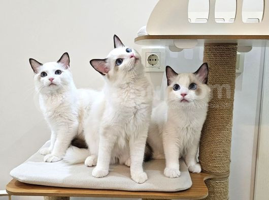 Show class secereli ragdoll yavrular