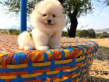 Pomeranian Boo