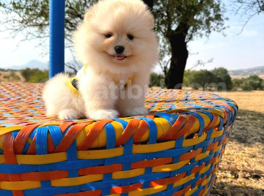 Pomeranian Boo görsel